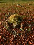 image of grave number 227303